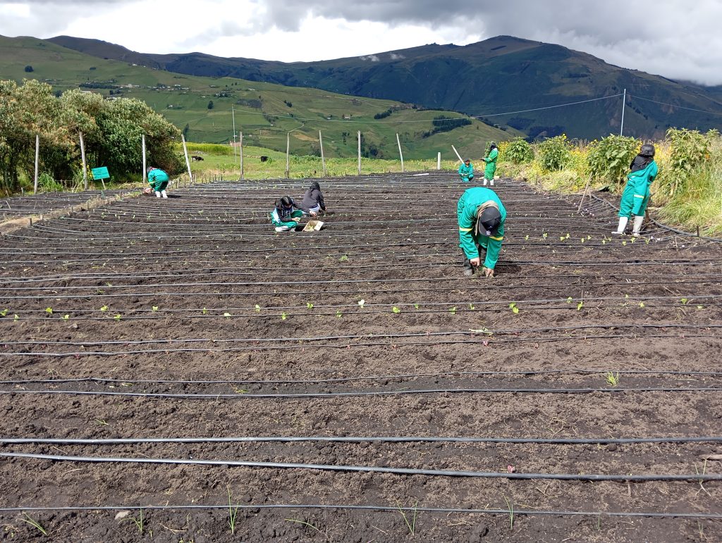 Instalación de parcelas agroecológicas en unidades educativas rurales