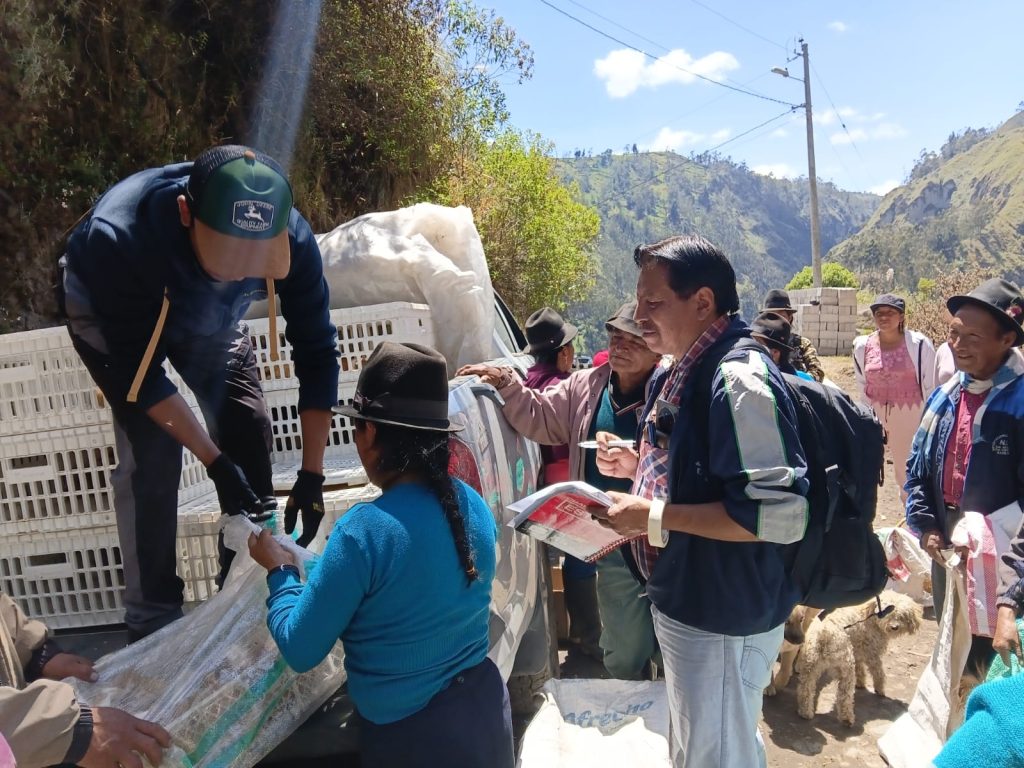 Refresca de pie de cuyes para su producción